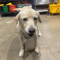 Thumbnail photo of Casper #4