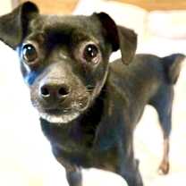 Thumbnail photo of Gordo #3