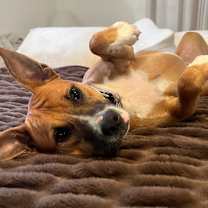 Thumbnail photo of Rosie #1