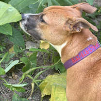 Thumbnail photo of Rosie #3