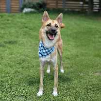 adopt-pet
