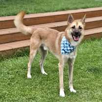 Thumbnail photo of Tan #4