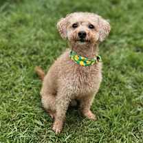 adopt-pet
