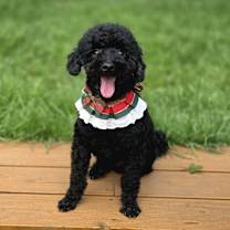 adopt-pet