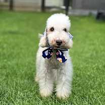 adopt-pet