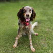 adopt-pet