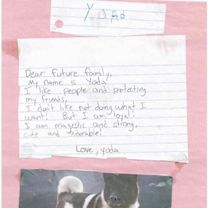 Thumbnail photo of Yoda #2