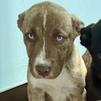 Thumbnail photo of Seraphina #3