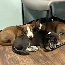 Thumbnail photo of Clemintine #3