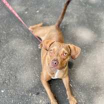 Thumbnail photo of Lulu #3