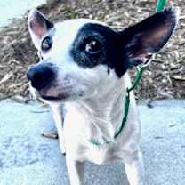 Thumbnail photo of Harris #1