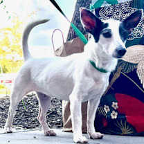 Thumbnail photo of Harris #4