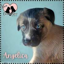 adopt-pet