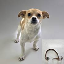 adopt-pet