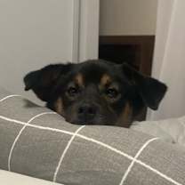 Thumbnail photo of Harry #4