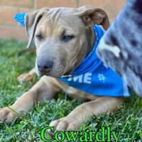 Thumbnail photo of Cowardly #3