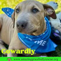 Thumbnail photo of Cowardly #4