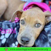 Thumbnail photo of Sarabi #1