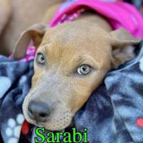 Thumbnail photo of Sarabi #2