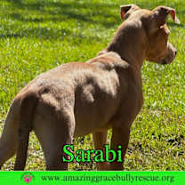 Thumbnail photo of Sarabi #3