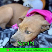 Thumbnail photo of Sarabi #4
