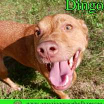 Thumbnail photo of Dingo #1