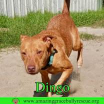 Thumbnail photo of Dingo #2