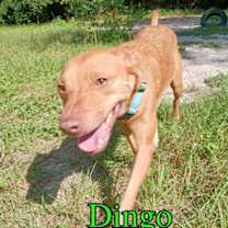 Thumbnail photo of Dingo #3