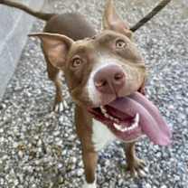adopt-pet