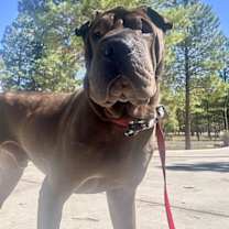 adopt-pet