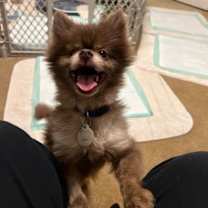 Thumbnail photo of Penne 21454 #3