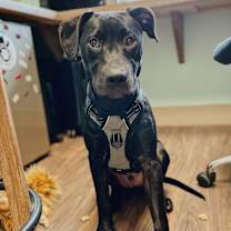 Thumbnail photo of Milo #2