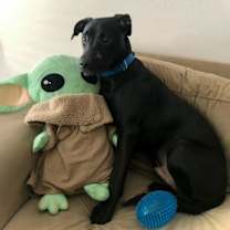 Thumbnail photo of Milo #4