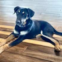 adopt-pet