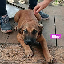 Thumbnail photo of Yellowstone litter #3