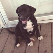 Thumbnail photo of Yellowstone litter #4