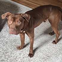 Thumbnail photo of Duke #1