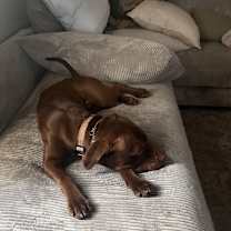 Thumbnail photo of Duke #2