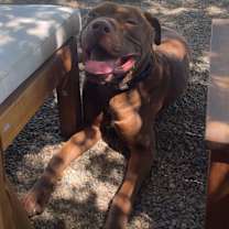 Thumbnail photo of Duke #3