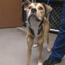 adopt-pet