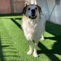 adopt-pet
