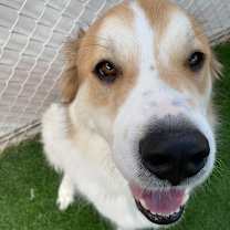 Thumbnail photo of Quinn #3