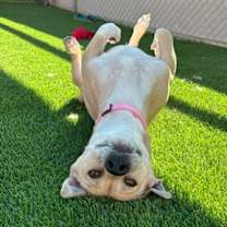 adopt-pet