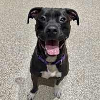 Thumbnail photo of Ash #4