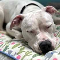 Thumbnail photo of Brittany Spears #2