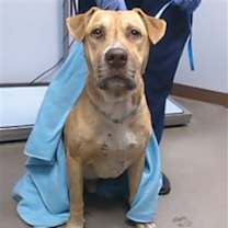 adopt-pet