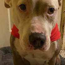 Thumbnail photo of Catniss *FH* #3