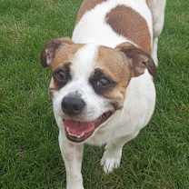 adopt-pet