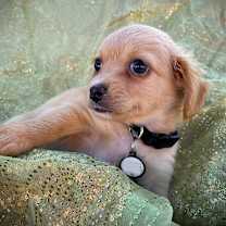 Thumbnail photo of PENDING: Billie (Black Collar) #1