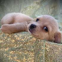 Thumbnail photo of PENDING: Billie (Black Collar) #2